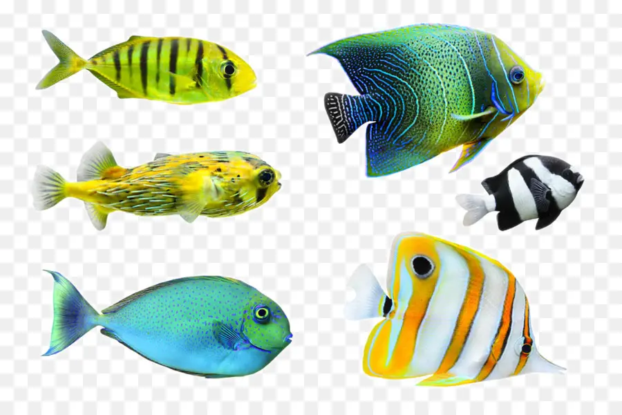 Ikan，Desktop Wallpaper PNG