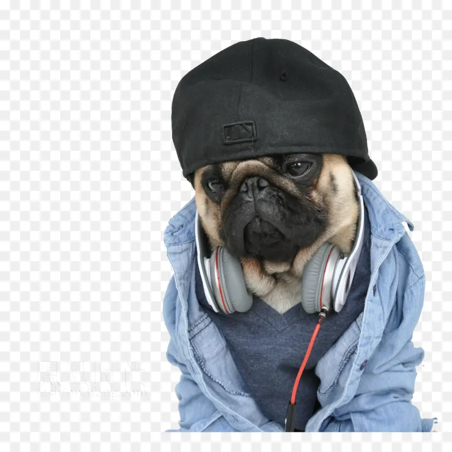 Anjing Dengan Headphone，Peliharaan PNG