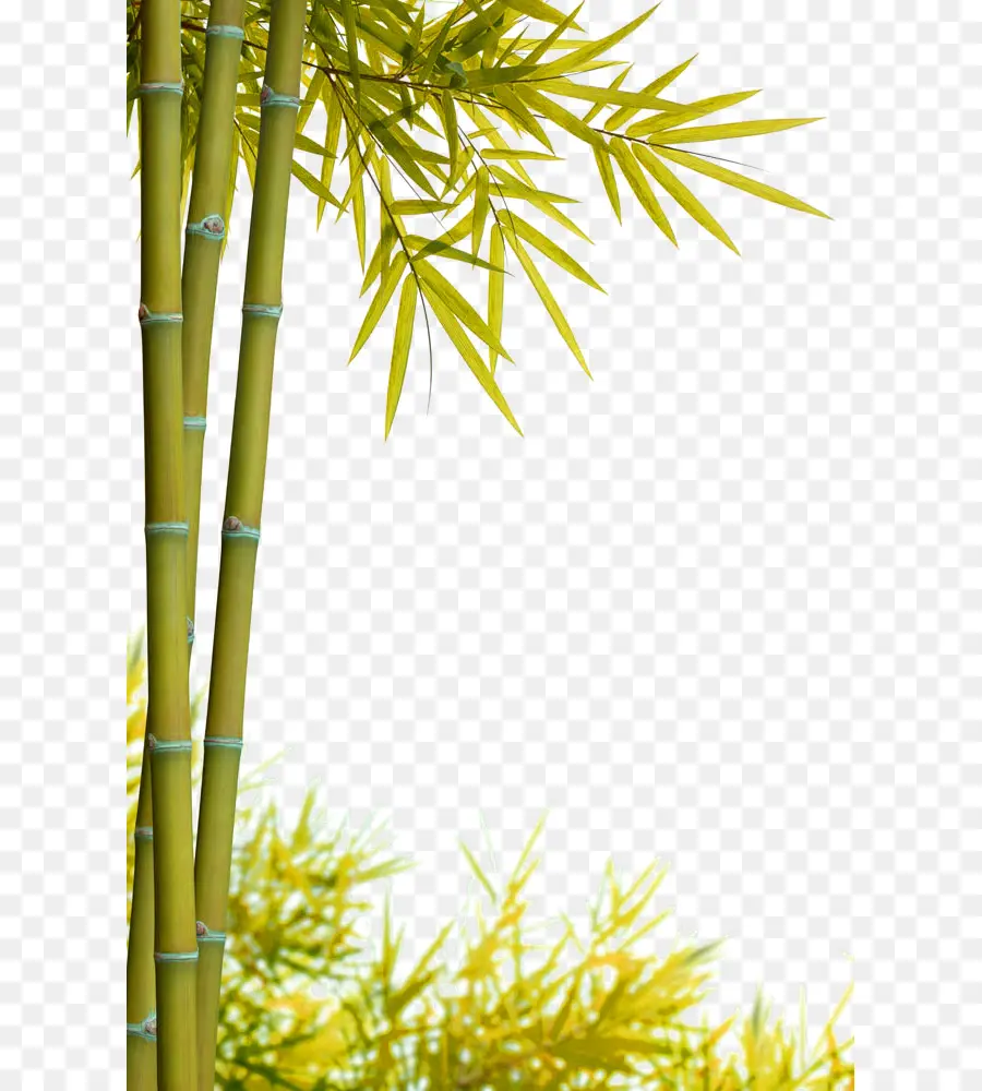 Bambu，Fotografi Saham PNG