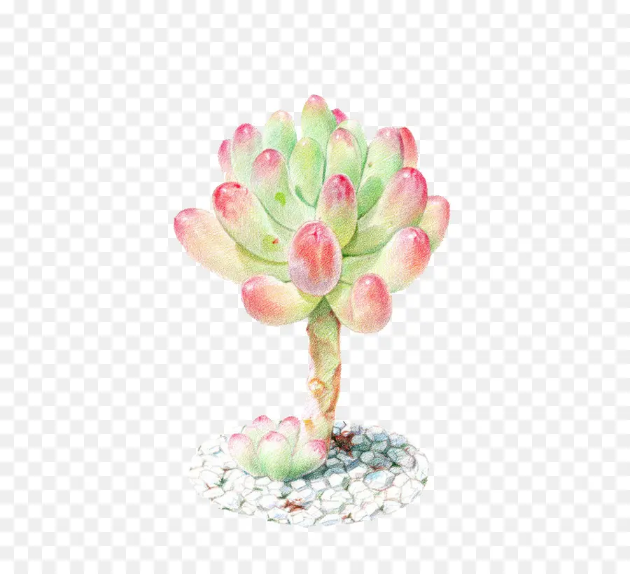 Tanaman Succulent，Lukisan Cat Air PNG