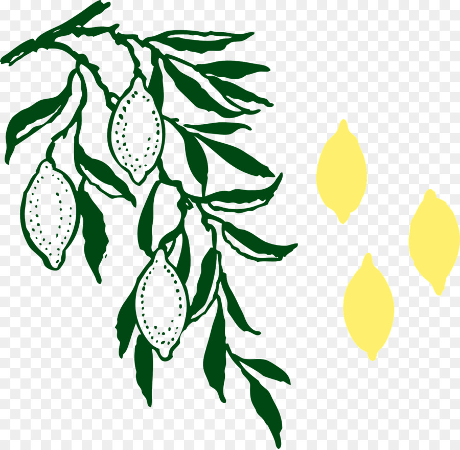 Lemon，Cabang PNG