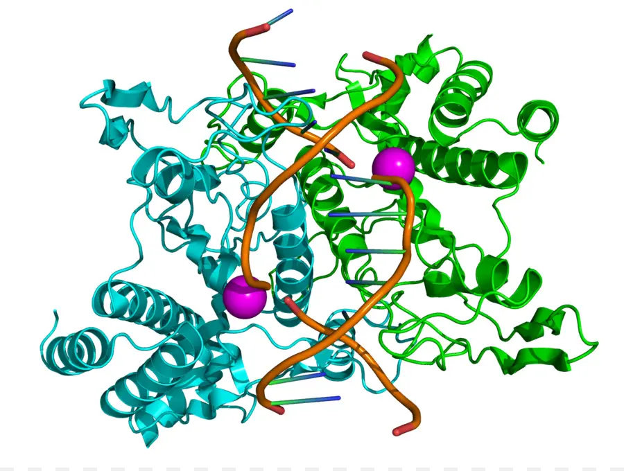 Struktur Protein，Molekul PNG