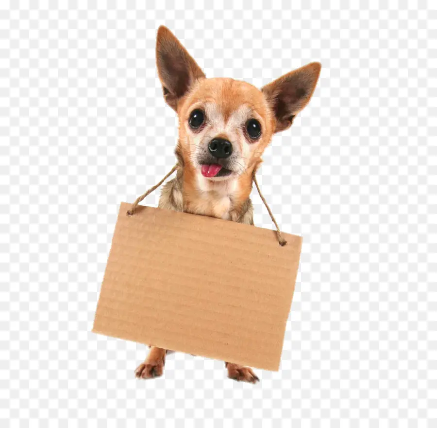 Chihuahua，Yorkshire Terrier PNG