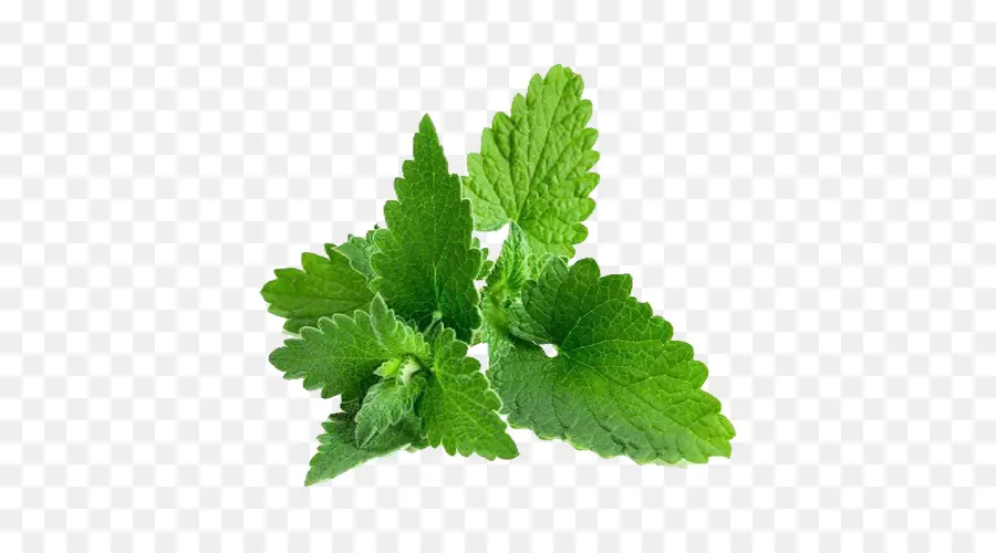 Daun Mint，Herba PNG