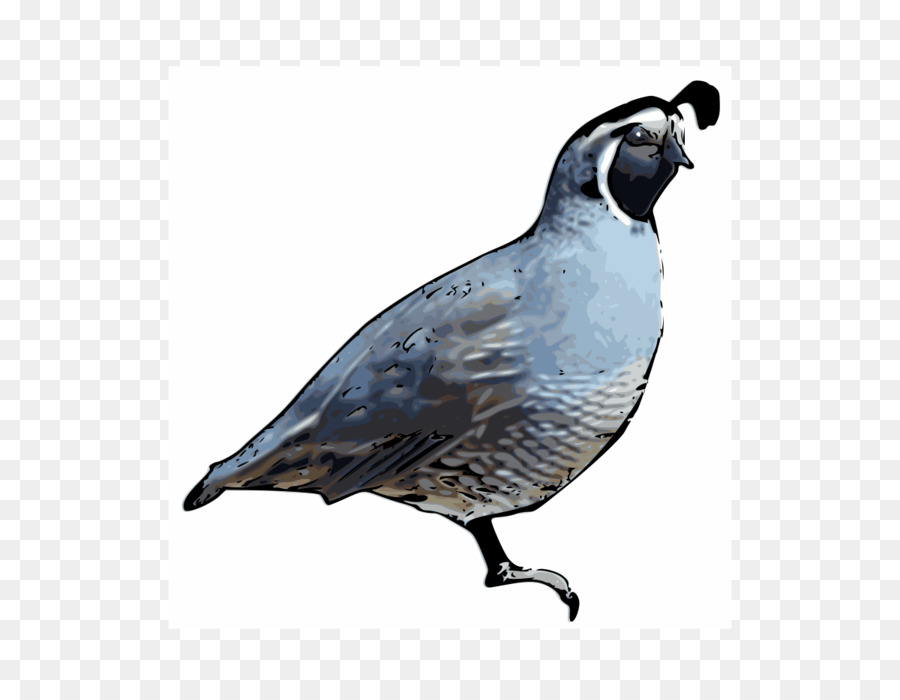 Burung Puyuh，California Quail PNG