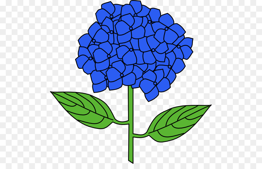 Hydrangea Prancis，Bunga PNG