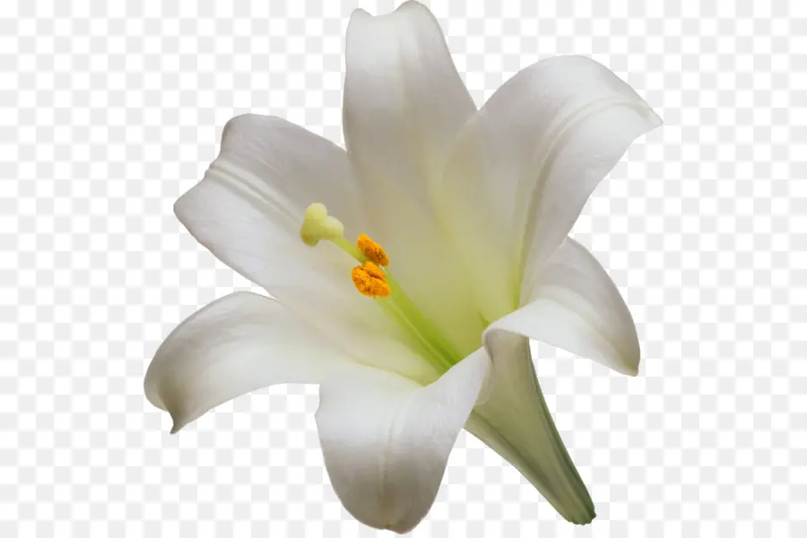 Lily Paskah，Lily Putih PNG