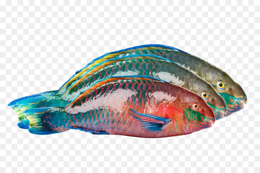 Parrotfish，Fotografi PNG