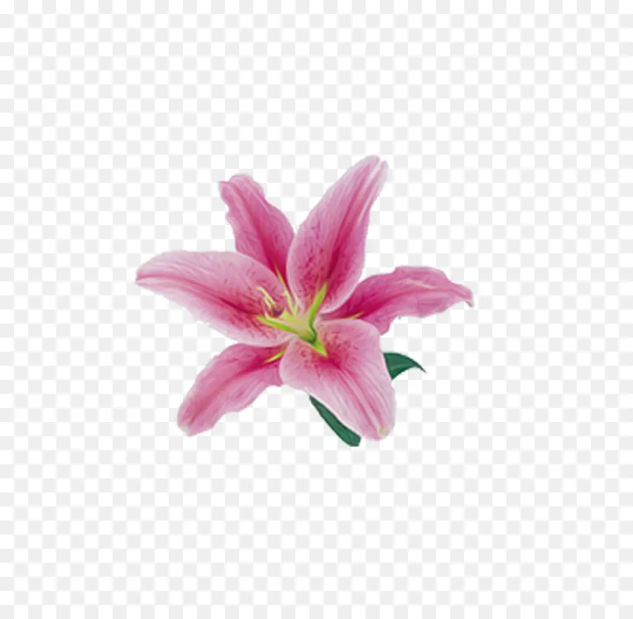 Lily Merah Muda，Bunga PNG