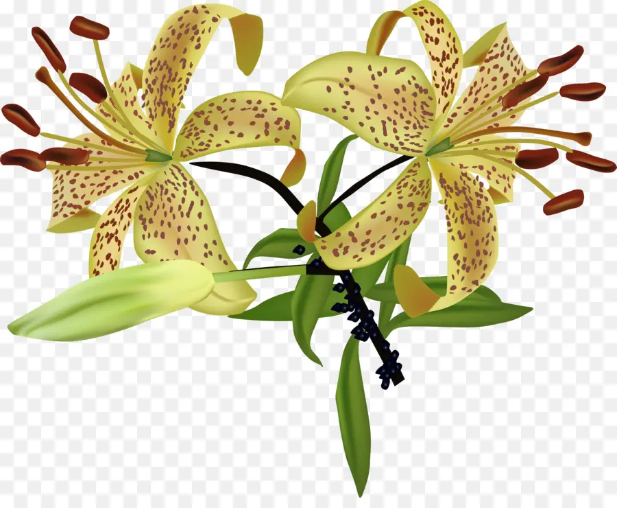 Lily，Bunga PNG