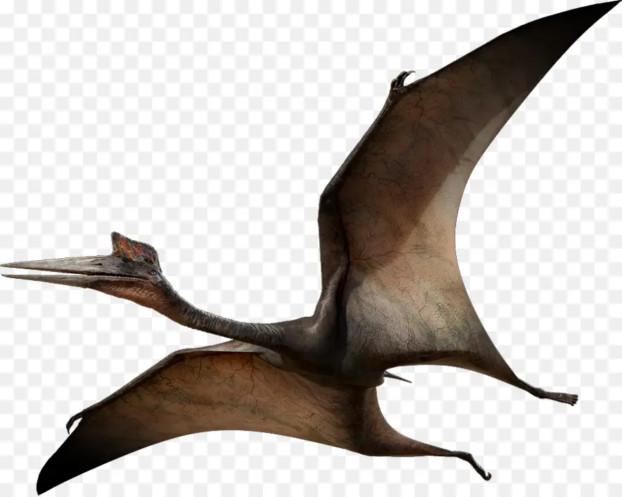 Quetzalcoatlus，Pterosaurus PNG