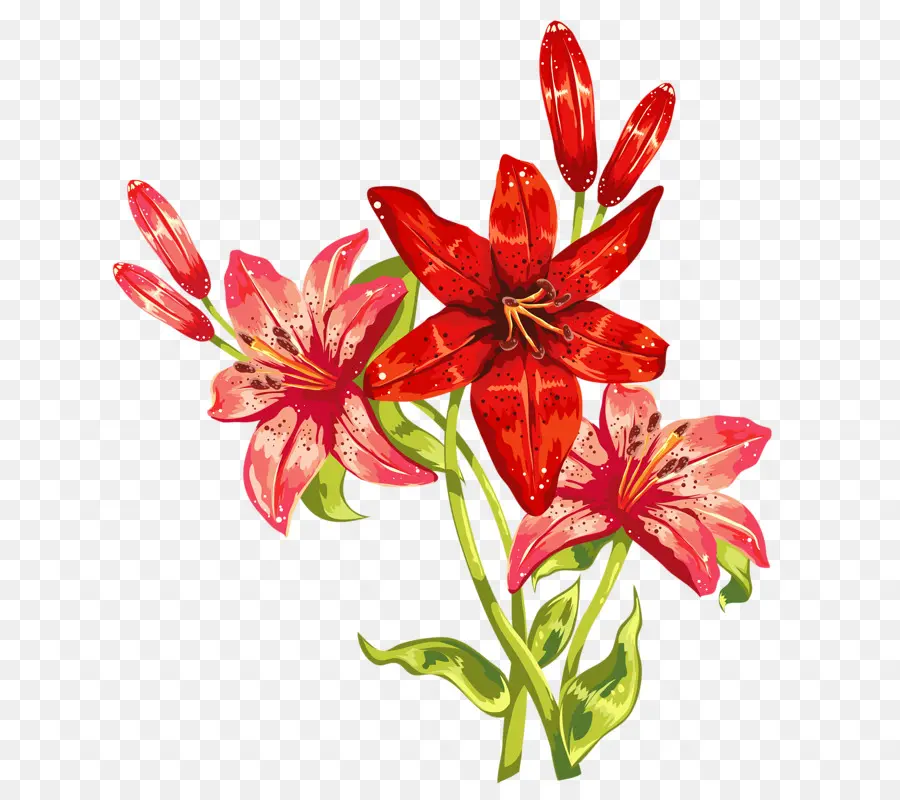 Bunga Merah，Botani PNG