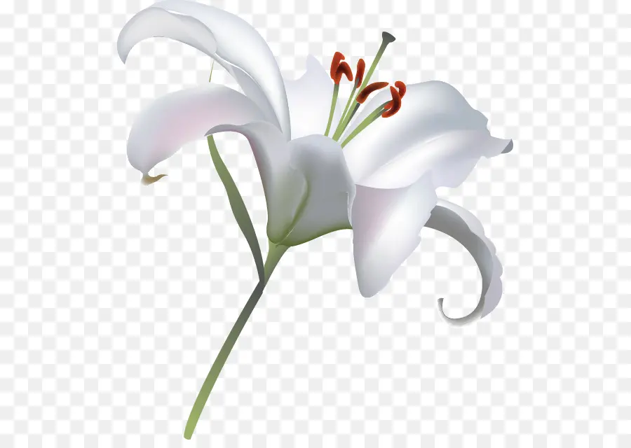 Calla Lily Putih，Tanaman PNG