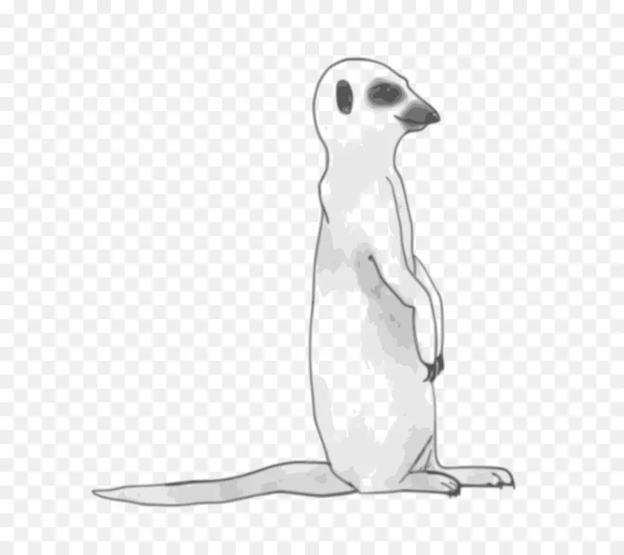 Berdiri Meerkat，Peringatan PNG