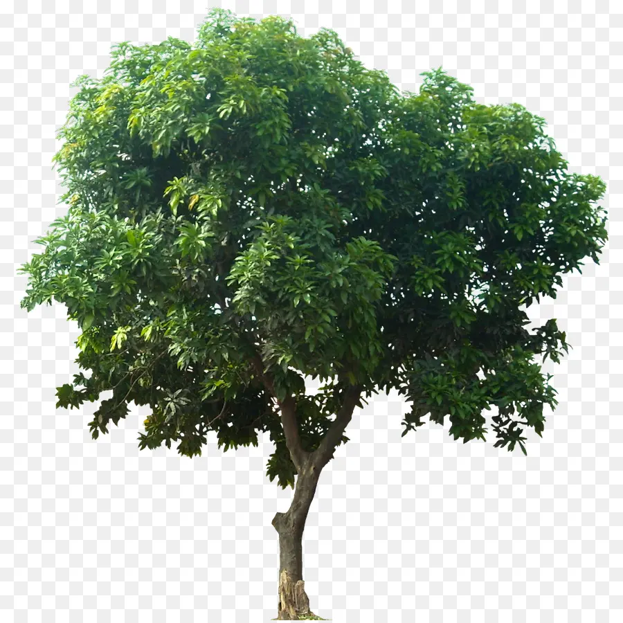 Mangifera Indica，Pohon PNG