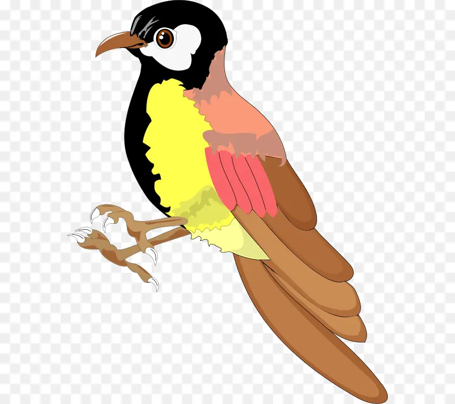 Burung，Alouette PNG