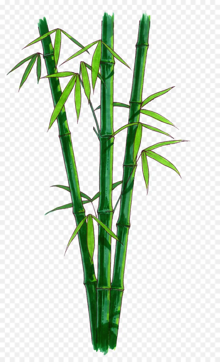 Bambu，Ikon Komputer PNG