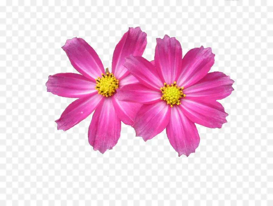 Bunga，Resolusi Layar PNG