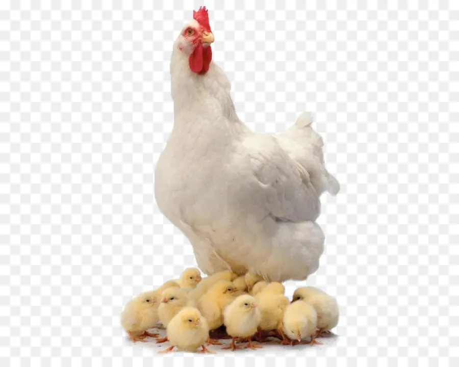 Ayam，Ayam Pedaging PNG