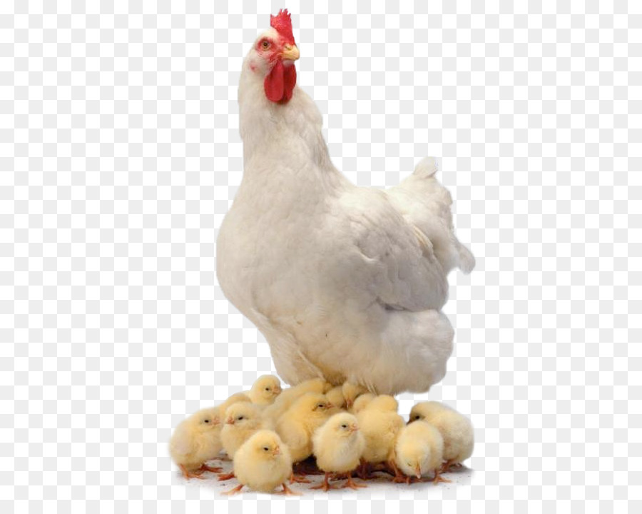  Ayam  Ayam  Pedaging Kari Ayam  gambar  png