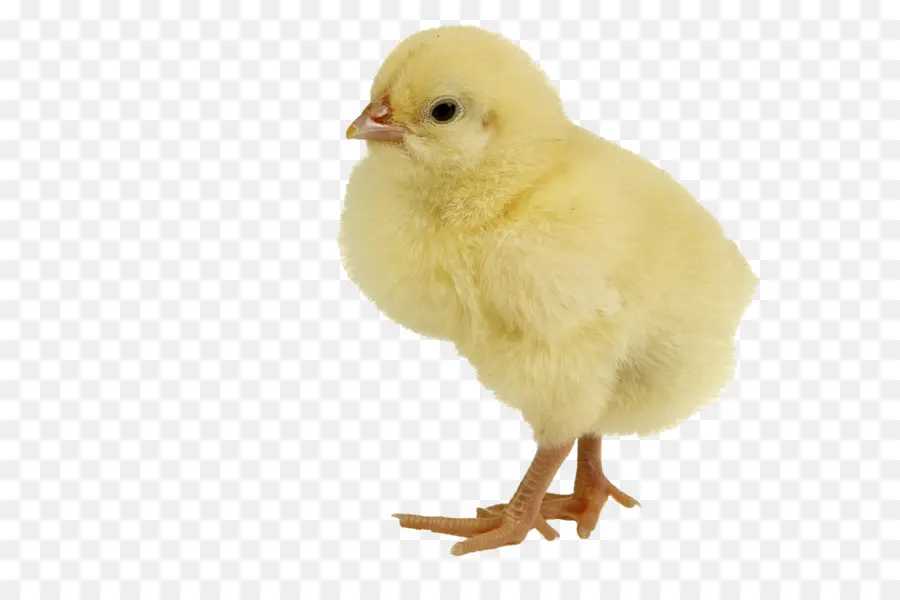 Ayam，Bebek PNG