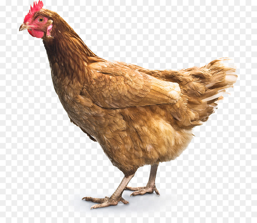  Ayam  Kari Ayam  Ayam  Goreng gambar  png