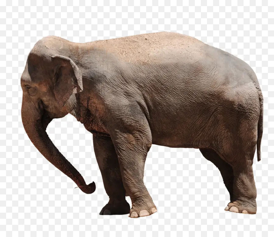 Gajah Afrika Bush，Gajah Asia PNG