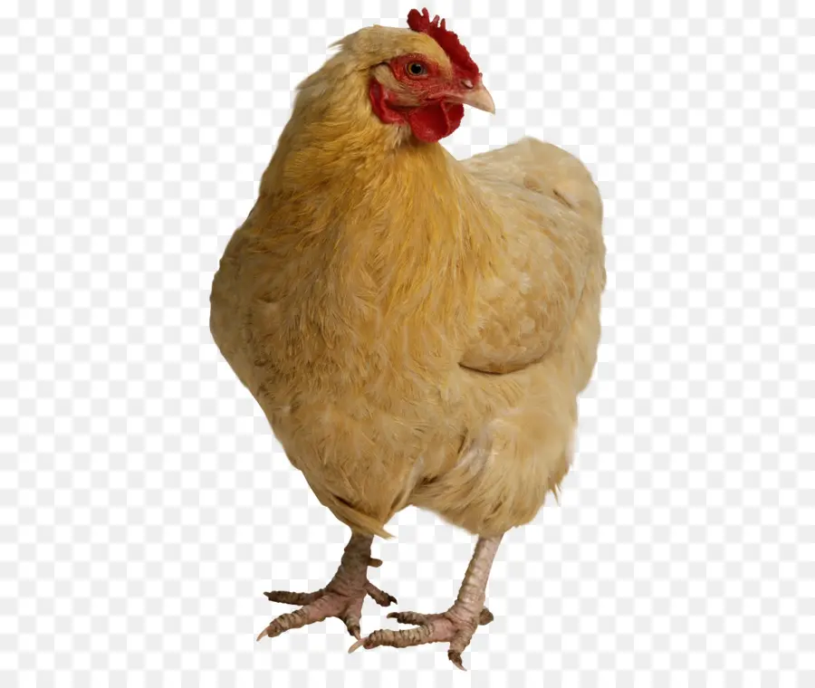 Ayam，Daging Ayam PNG