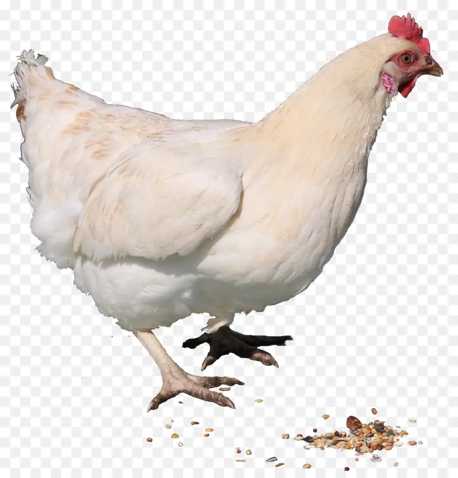 Ayam，Kari Ayam PNG