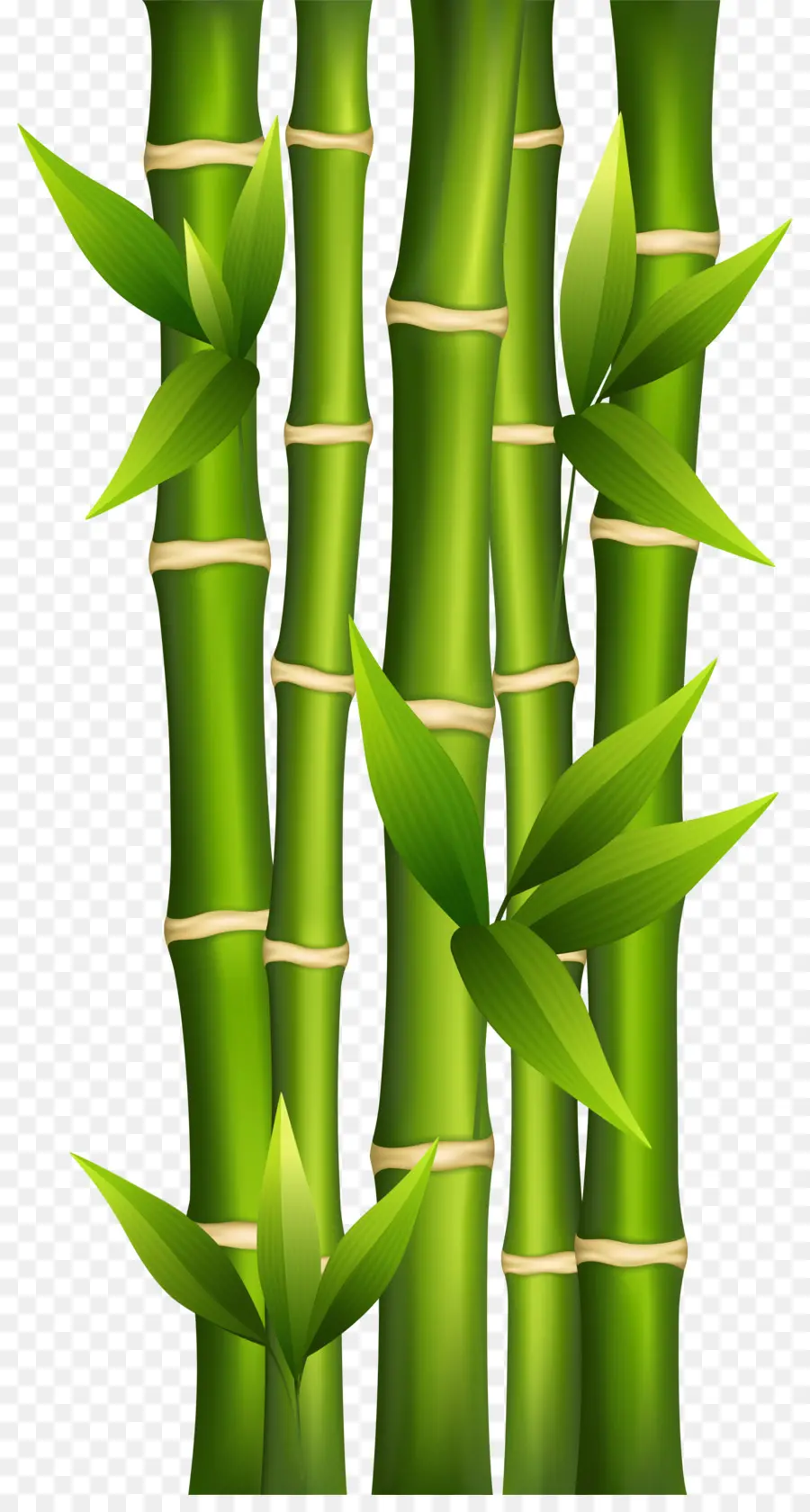 Bambu Hijau，Daun Daun PNG