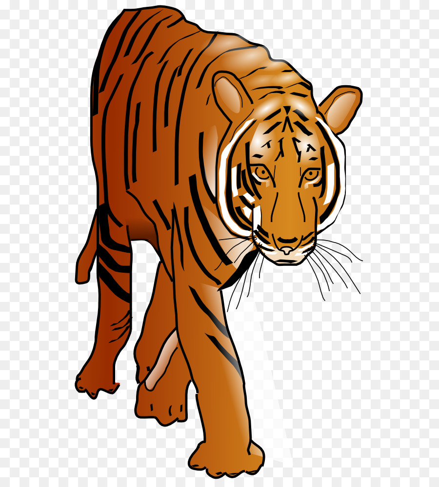 Menggambar Harimau，Garis Garis PNG