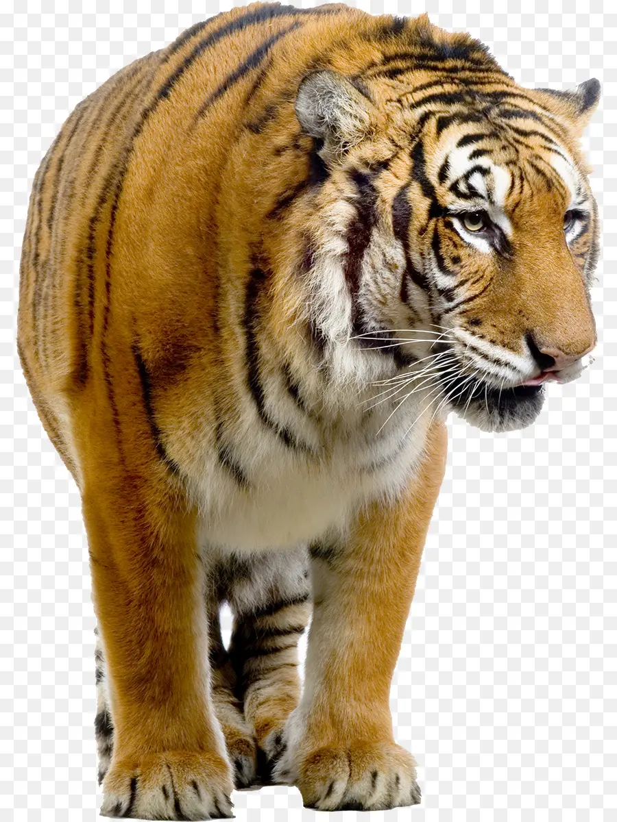 Anak Harimau，Bergaris PNG