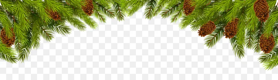 Natal，Pinus PNG