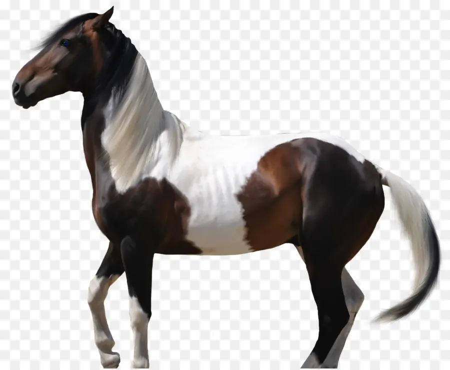 Kuda Arab，Mustang PNG