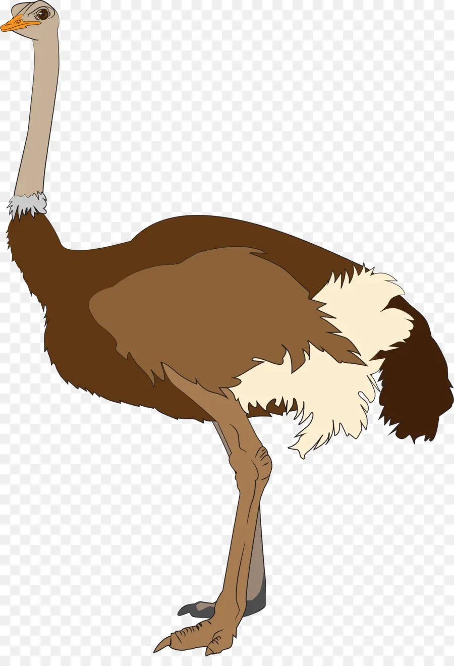 Emu，Bulu PNG