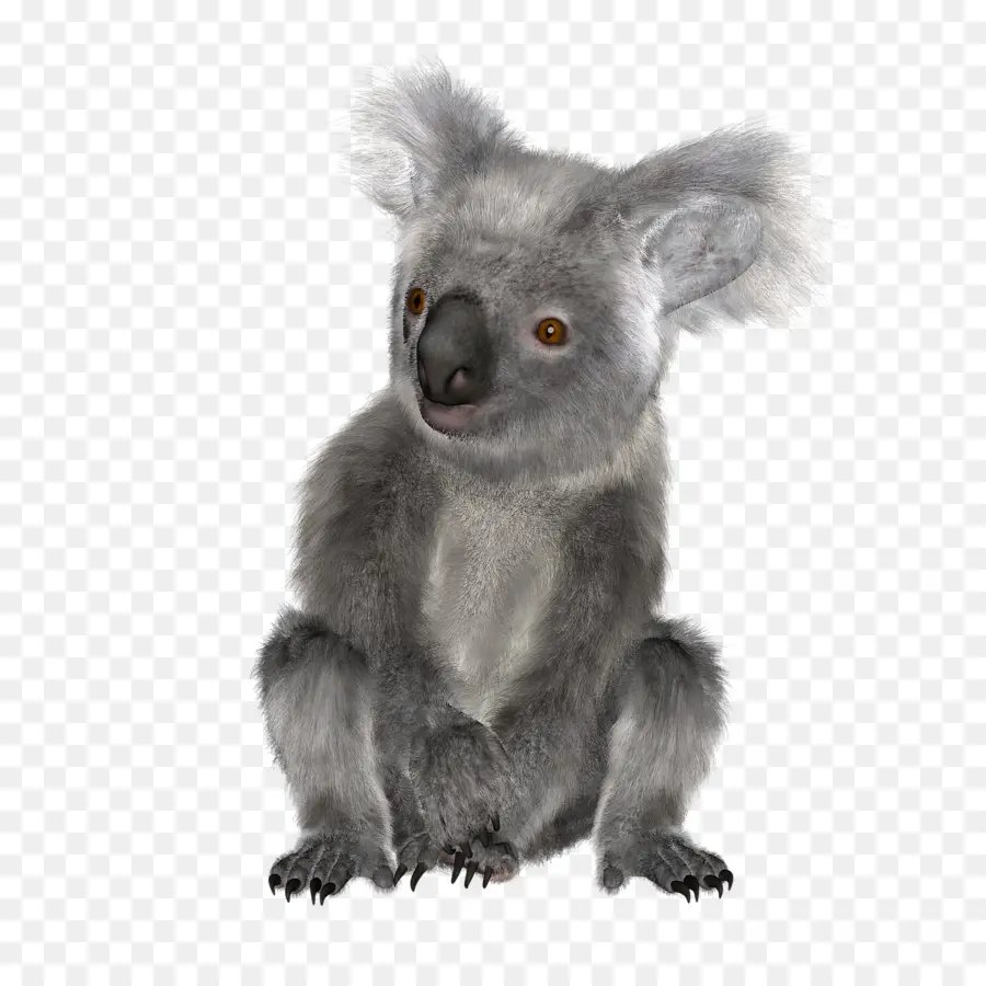 Koala，Australia PNG