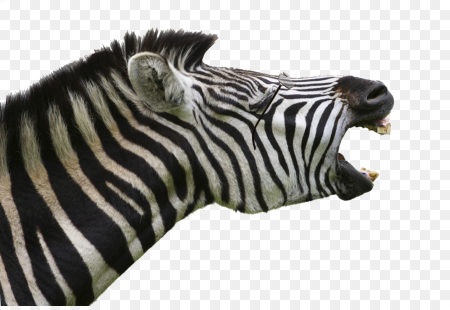 Zebra，Margasatwa PNG