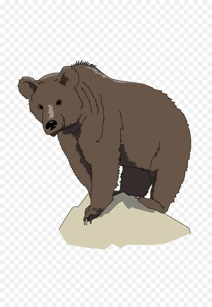 Brown Bear Beruang Coklat Apa Yang Anda Lihat，Beruang PNG