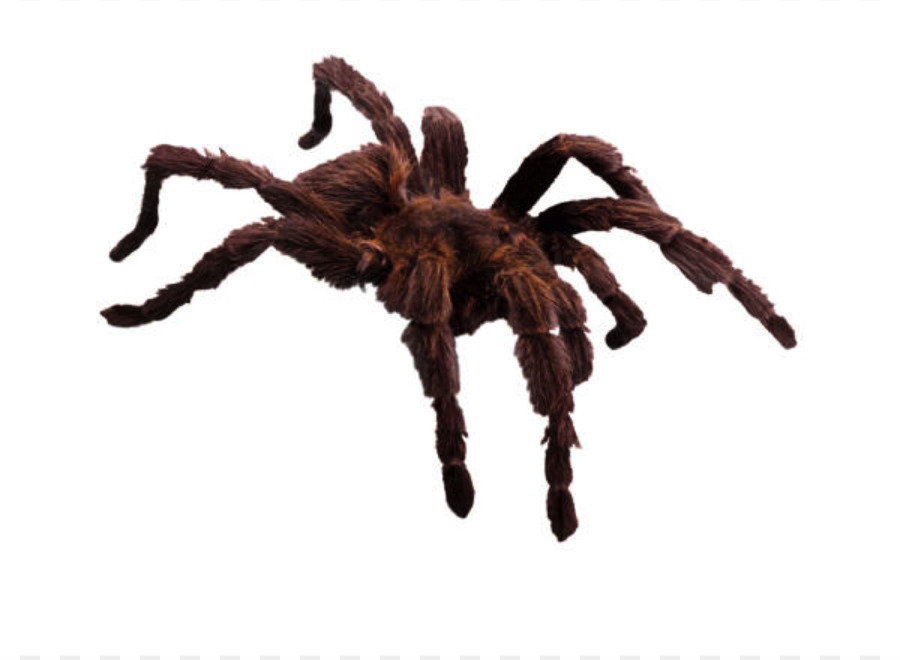 Tarantula，Laba Laba PNG