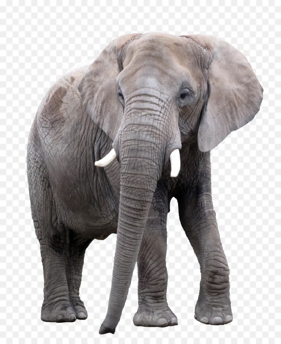 Gajah Asia，Gajah Afrika PNG