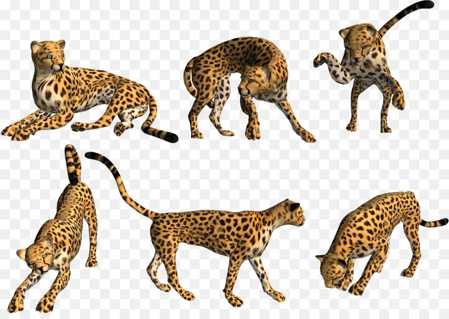 Macan Tutul，Sepatu Cheetah Asiatik PNG