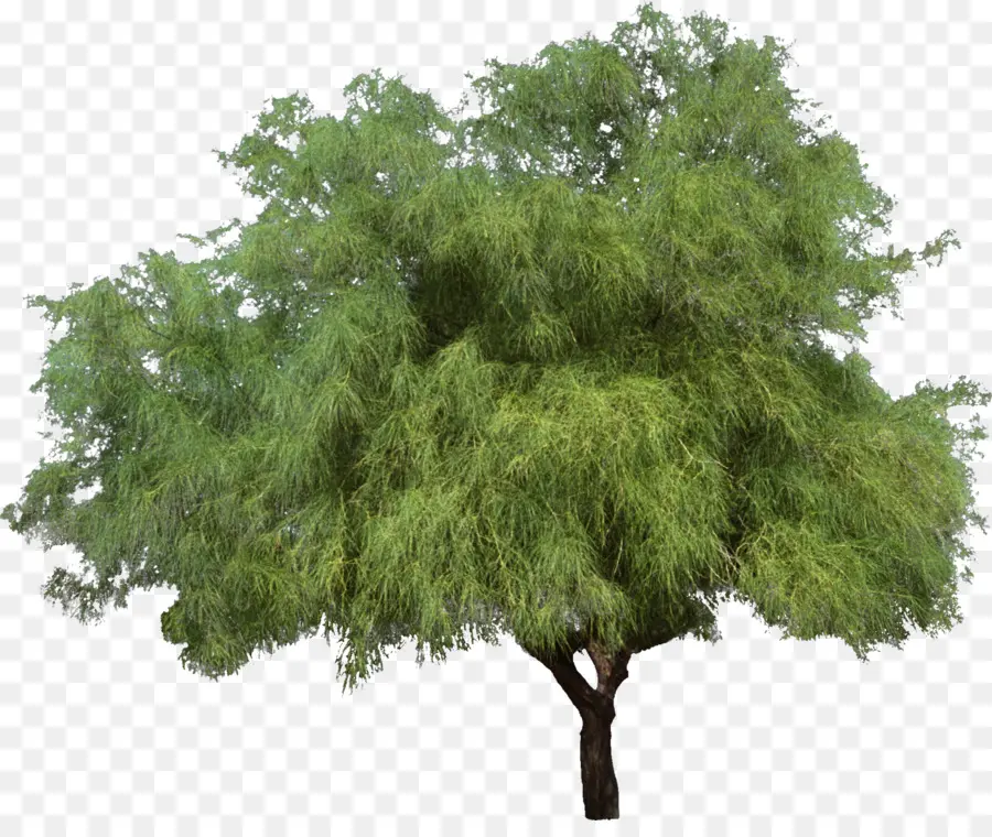 Pohon，Willow Menangis PNG