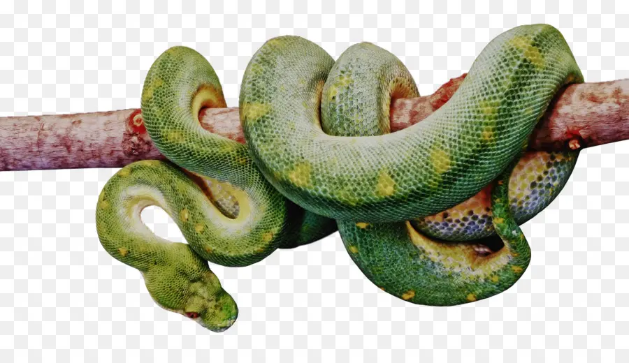 Ular，Viper PNG