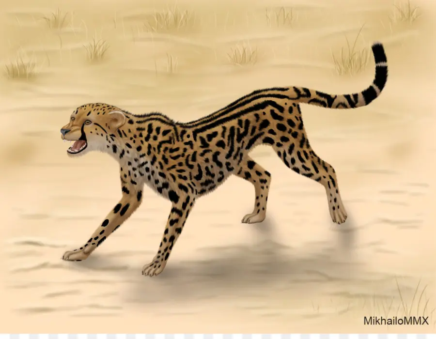 Raja Cheetah，Sepatu Cheetah Asiatik PNG