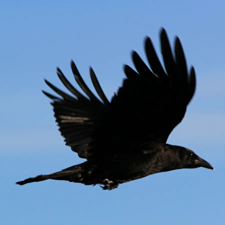 Burung Hitam Terbang，Langit PNG