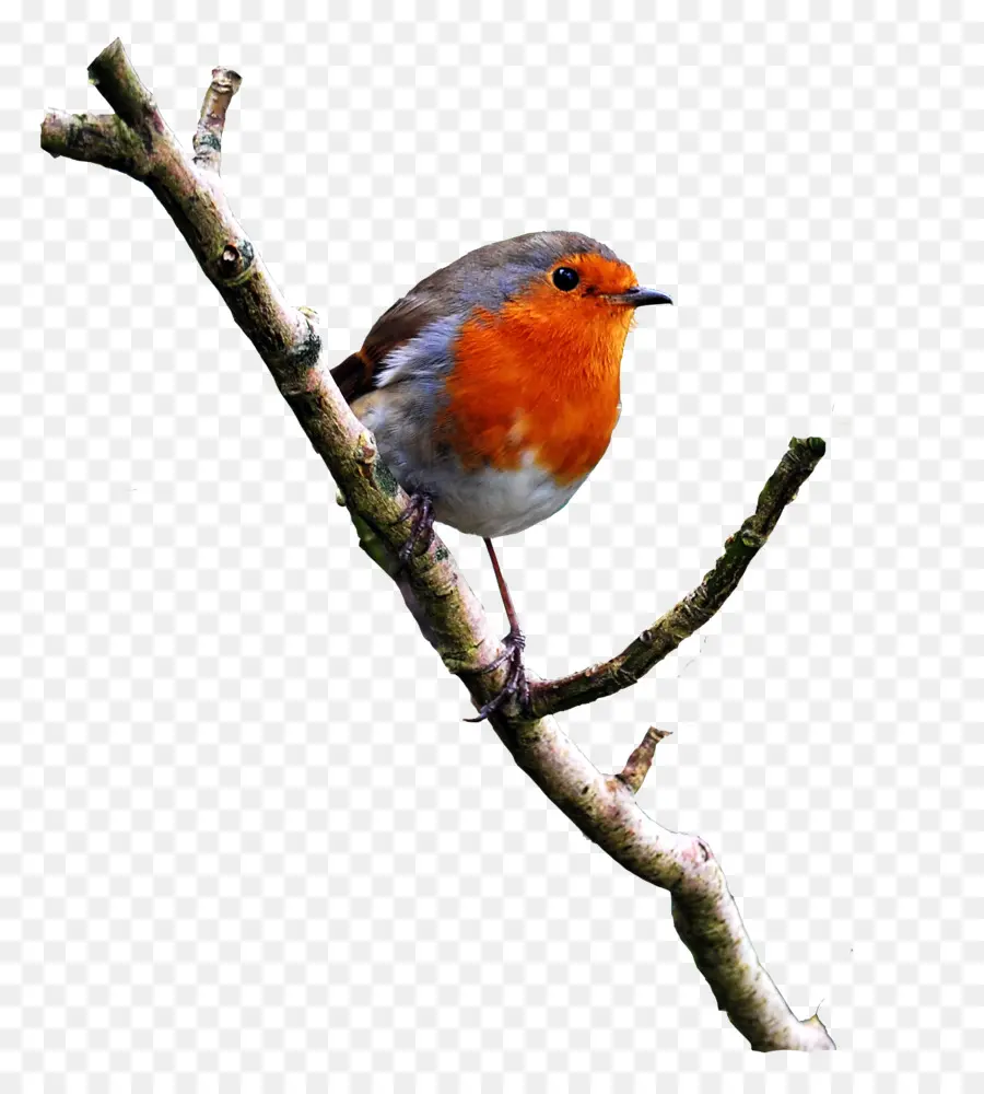 Robin，Cabang PNG