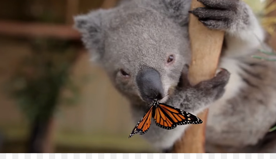 Kebun Binatang Australia，Symbio Wildlife Park PNG