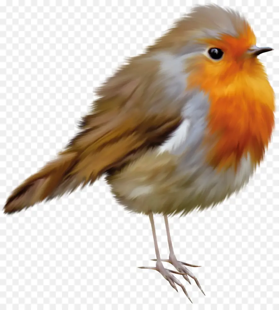 Eropa Robin，Burung PNG