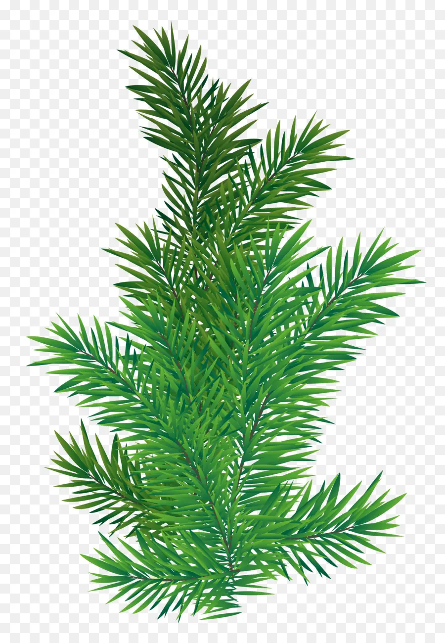 Cemara，Pinus Skotlandia PNG