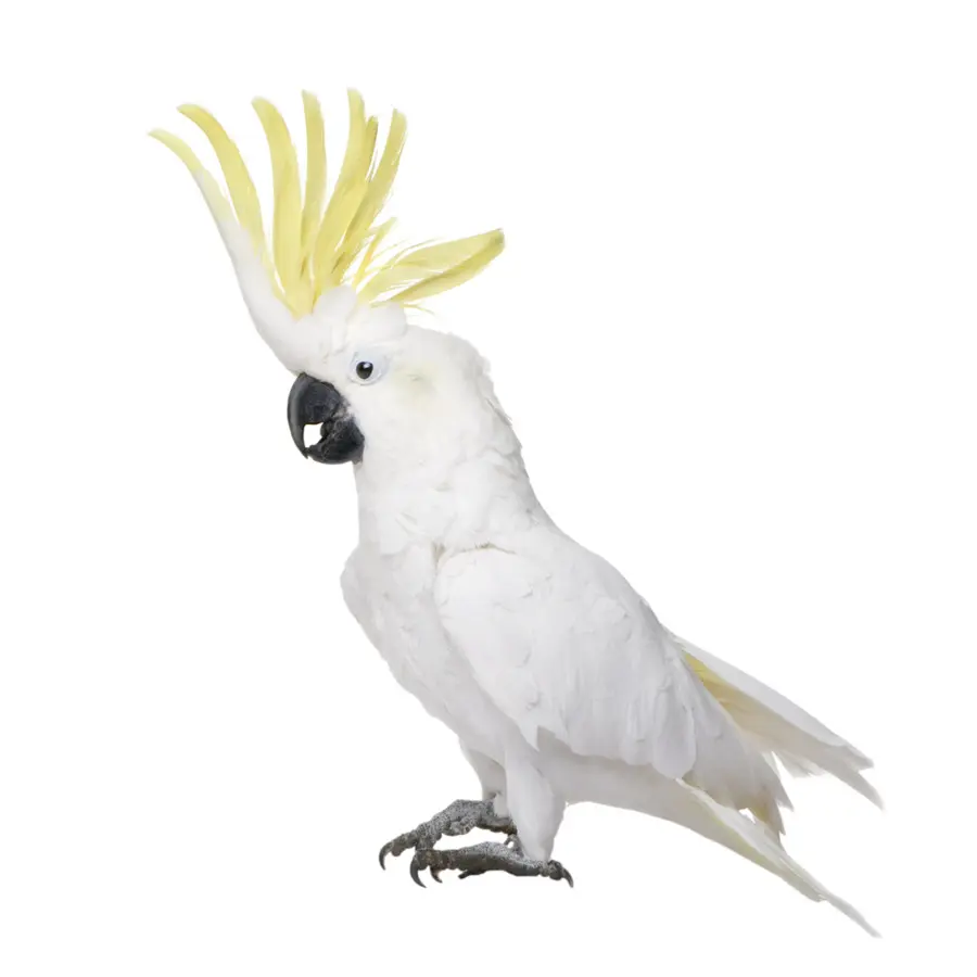 Kakatua，Burung PNG